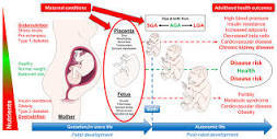 Effect of maternal diet during pregnancy on offspring. Adapted ...