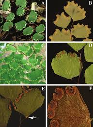 Image result for Adiantum poiretii