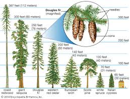 redwood conifer trees students britannica kids