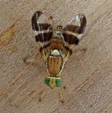 Image result for Rhagoletis completa