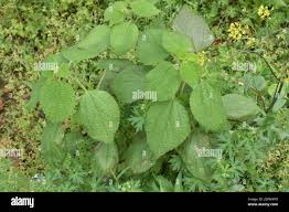 Image result for Boehmeria nivea