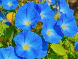 A climbing plant is a plant which climbs up trees and other tall objects. Climbing Plants The Best Vines For Your Garden Garden Design