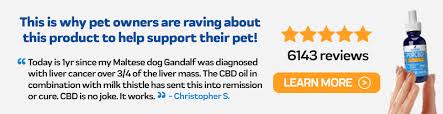 This can manifest itself in cats as general nervousness which appears to have no specific trigger. Cbd Oil For Treating Cancer In Cats What You Need To Know Innovet Pet
