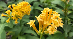 Image result for Cestrum