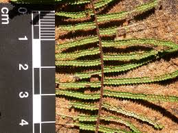 Image result for Gleicheniaceae