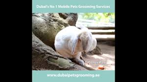 Get the best mobile dog grooming services in dubai at paws and relax. Dubai Pets Grooming Home Facebook