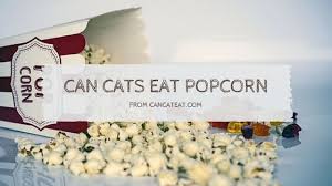 Buttered popcorn or popcorn with other toppings is not safe for your dog on a regular basis, although eating a few dropped pieces here and there probably won't hurt him. 14 Unexpected Thing About Can Cats Eat Popcorn You Shouldn T Miss It