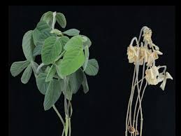 Learn vocabulary, terms and more with flashcards, games and other study tools. What Is The Difference Between Plant Resistance And Plant Tolerance Ecosystems United