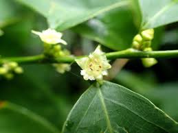 Image result for Bridelia duvigneaudii