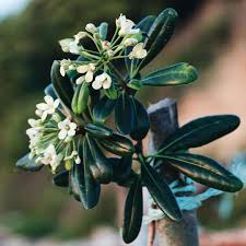 Image result for Pittosporum tobira