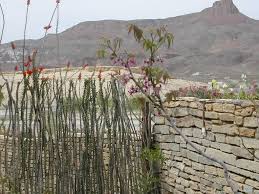 Ocotillo Fence Ocotillo Plant Ocotillo Plant Care