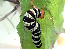 蟲 昆虫 蜘蛛など ２ おまがえるの庭で カナヘビ 小さな生き物 幼虫