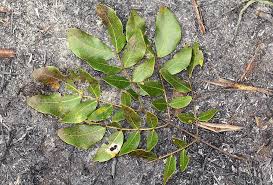 Image result for Albizia glaberrima