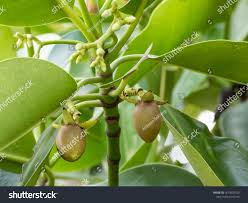 Image result for Rhizophora mucronata