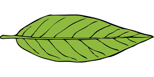 Check spelling or type a new query. Daun Hijau Tanaman Gambar Vektor Gratis Di Pixabay