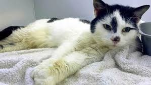Elle Retrouve Son Chat 11 Ans Apres Sa Disparition