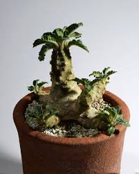 Image result for Dorstenia buchananii