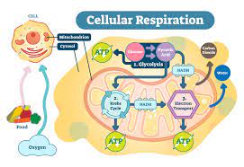 Cell Respiration - Biology Online Tutorial