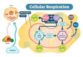 Maybe you would like to learn more about one of these? Cell Respiration Biology Online Tutorial