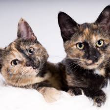 Calico cats have sections of different colors in their fur. 10 Fascinating Facts About Tortoiseshell Cats Tortoiseshell Cat Information