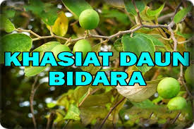 Daun bidara stabilkan gula darah these pictures of this page are about:gambar daun bidara. Khasiat Daun Bidara For Android Apk Download