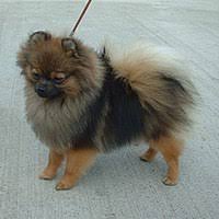 Pomeranian Dog Wikipedia