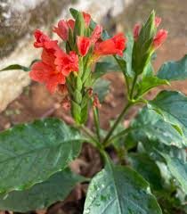 Image result for Crossandra infundibuliformis