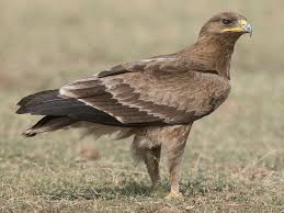 Indian Spotted Eagle Ebird A male golden eagle usually.