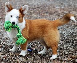 Corgi Dog Black And Brown Side View A Reddish Tan And White Dog Standing Outside On Brown Gravel With A Green Rope Toy In His Mouth The Dog Has Short Corgi Corgi Dog Corgi Dog Breed