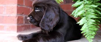 Boykin spaniels truly are the most versatile gundog of the 21st century. Boykin Spaniels And Other Gun Dogs Available For Sale Upstate Gun Dogs