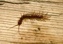 Basements are one of the most common areas of centipede activity. Centipedes Ohioline