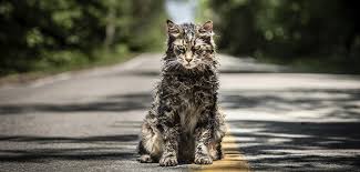 Pet Sematary Cat Played By 8 Diva Cats Director Says Film