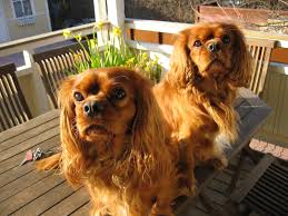 N°11 cavalier king charles spaniel. Cavalier King Il Cane Delle Star Un Perfetto Cane Da Compagnia