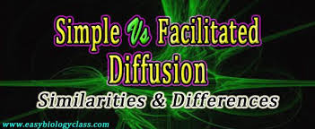 Difference Between Simple Diffusion And Facilitated Diffusion A Comparison Table With Images Facilitated Diffusion Diffuser Simple