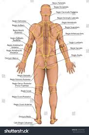 Nonnie asked for a tutorial on male faces/body, and how to make adults and kids look like themselves. Anatomical Board Region Of A Human Body Royalty Free Stock Photo 224297764 Avopix Com