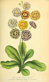 N222 W1150 Botanical Drawings Botanical Illustration Antique Botanical Print