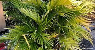 We did not find results for: Cat Palm Care How To Grow Chamaedorea Cataractarum