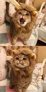 Pin By Bearberler On Cats Cute Animals Cute Baby Animals Lion Cat