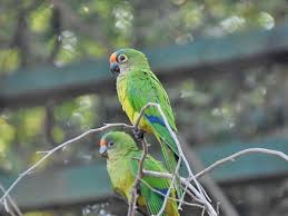 We did not find results for: Aratinga Aurea Peach Fronted Conure In Attica Zoological Park