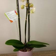 Maybe you would like to learn more about one of these? George S Flowers 30 Photos 43 Reviews Nurseries Gardening 1953 Franklin Rd Sw Roanoke Va Phone Number Products Yelp