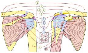 Prevents anterior translation in the 45° abducted shoulder and limits external rotation. Rotator Cuff Wikipedia