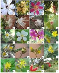 Image result for Malvaceae: Byttnerioideae, Helicteroideae