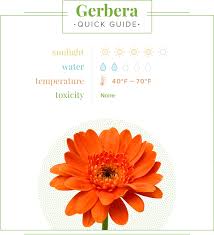 Gerbera Daisy Care Guide Growing Information Tips And