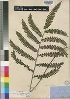 Image result for Adiantum vogelii