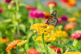 We did not find results for: Butterfly Garden Seed Mix San Diego Seed Company