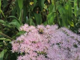 Check spelling or type a new query. Pollinators Take Action City Of Pickering