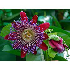 Giant Sweet Granadilla Passion Flower Plant Great Taste 4 Pot Live Plant Walmart Com Walmart Com