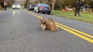 Security Camera Footage Shows Family's Close Call With A Wild Animal In Their Driveway