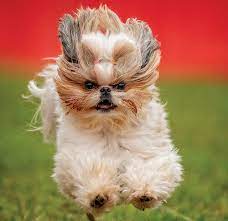 Maybe you would like to learn more about one of these? The Shih Tzu S Purpose To Please People For A Thousand Years American Kennel Club