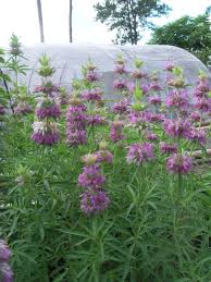 Pin On Tuin